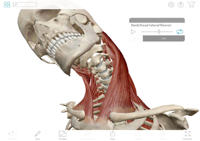 3D anatomy